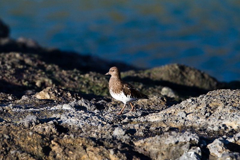 Black Turnstone